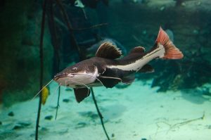 Redtail catfish in aquarium