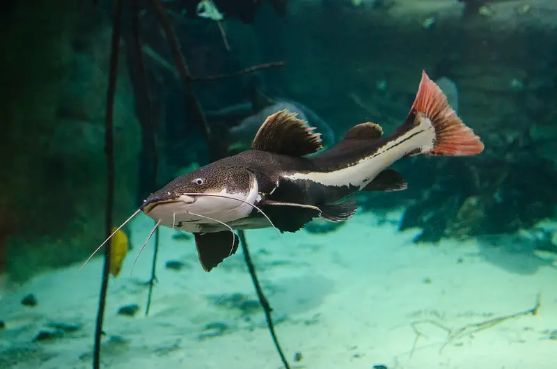 Redtail catfish: Lifespan, feeding, growth and diseases