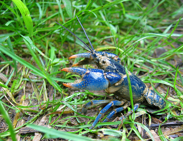 Blue crayfish: Care, lifespan, size, breeding and tank mates