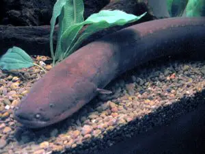 Electrical eel