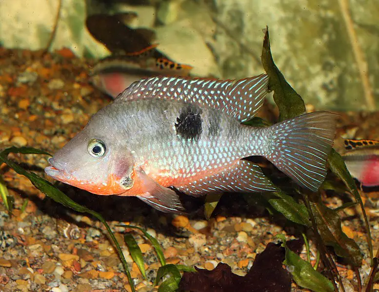Firemouth cichlid: care, breeding, tank mates and size