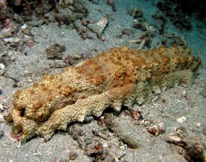 Sea cucumber water animal