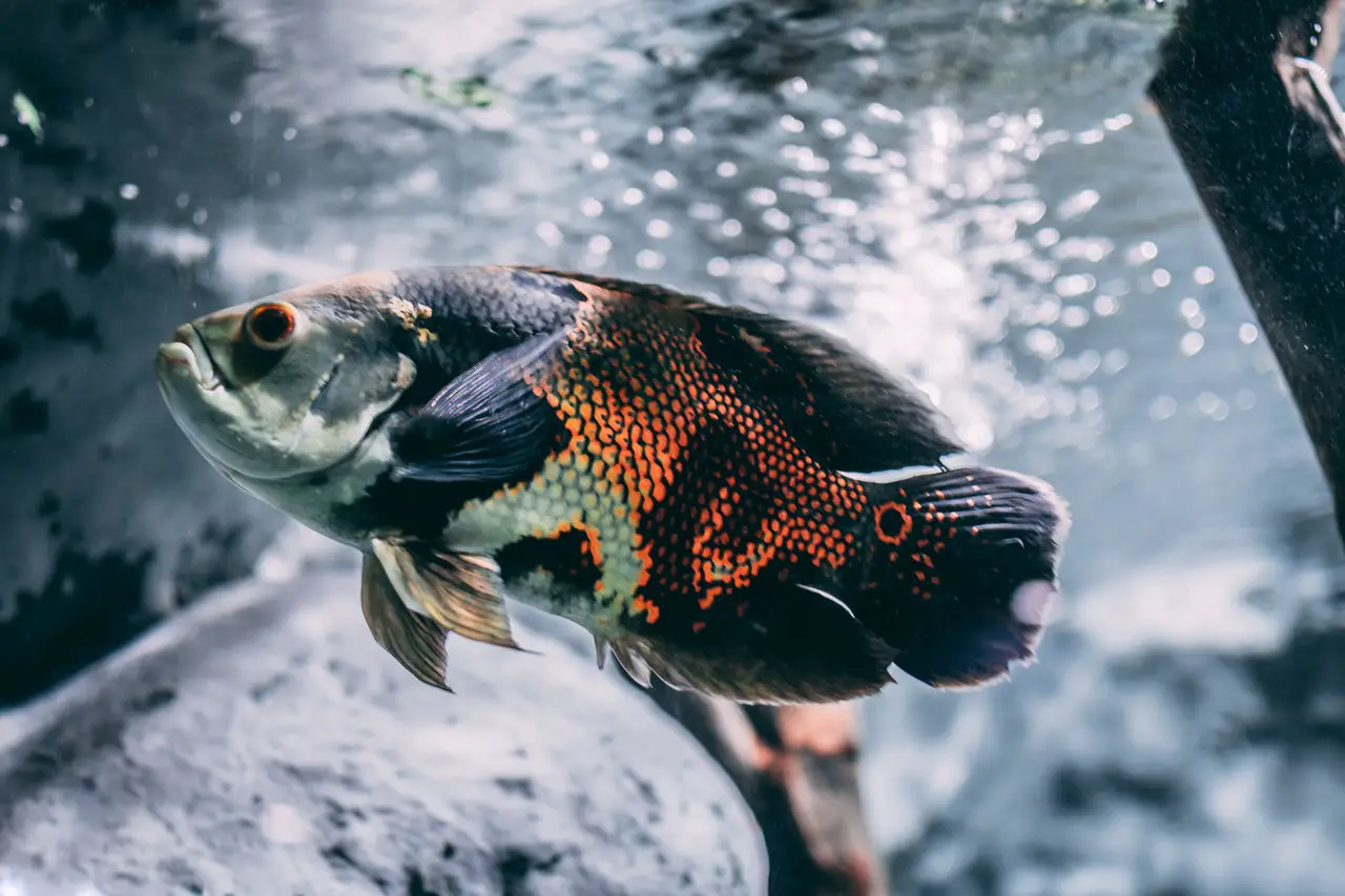 Oscar fish -Food, lifespan, tank mates, feeding and colors