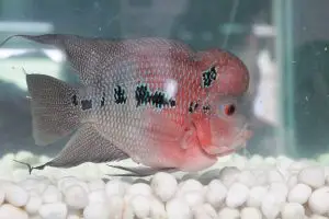 Flowerhorn fish appearance