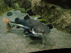 redtail catfish appearance