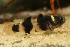Bumblebee goby appearance in aquarium
