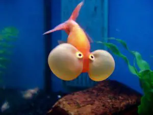 Bubble eye goldfish