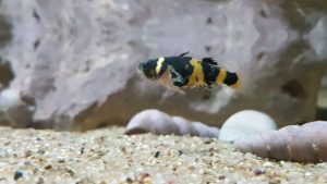 Bumblebee_goby_(Brachygobius_doriae) in aquarium