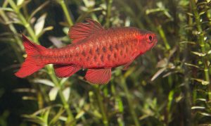 Cherry barb appearance