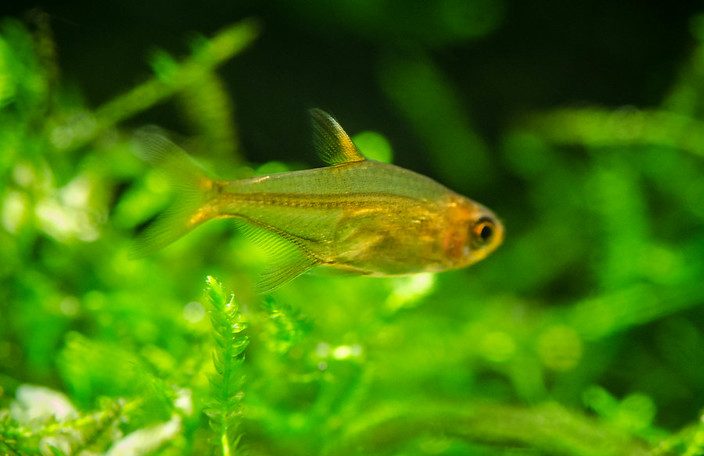 Ember tetra: Complete care, lifespan, tank size and mates