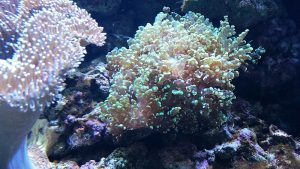 Frogspawn coral appearance