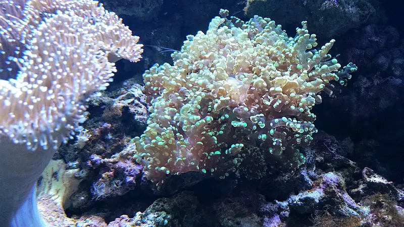 Frogspawn coral: Complete care and guide- 2020