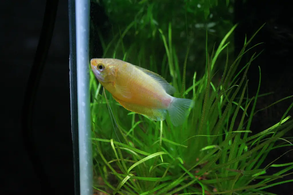 Honey gourami: complete care, size and tank mates- 2020