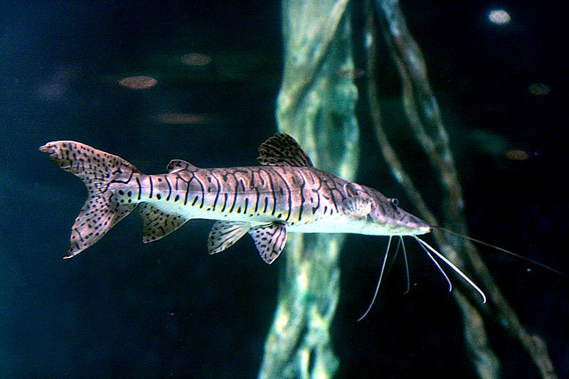 Tiger shovelnose catfish: care, feeding and tank mates