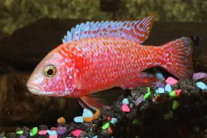 Red peacock cichlid