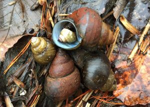 Mystery snails appearance