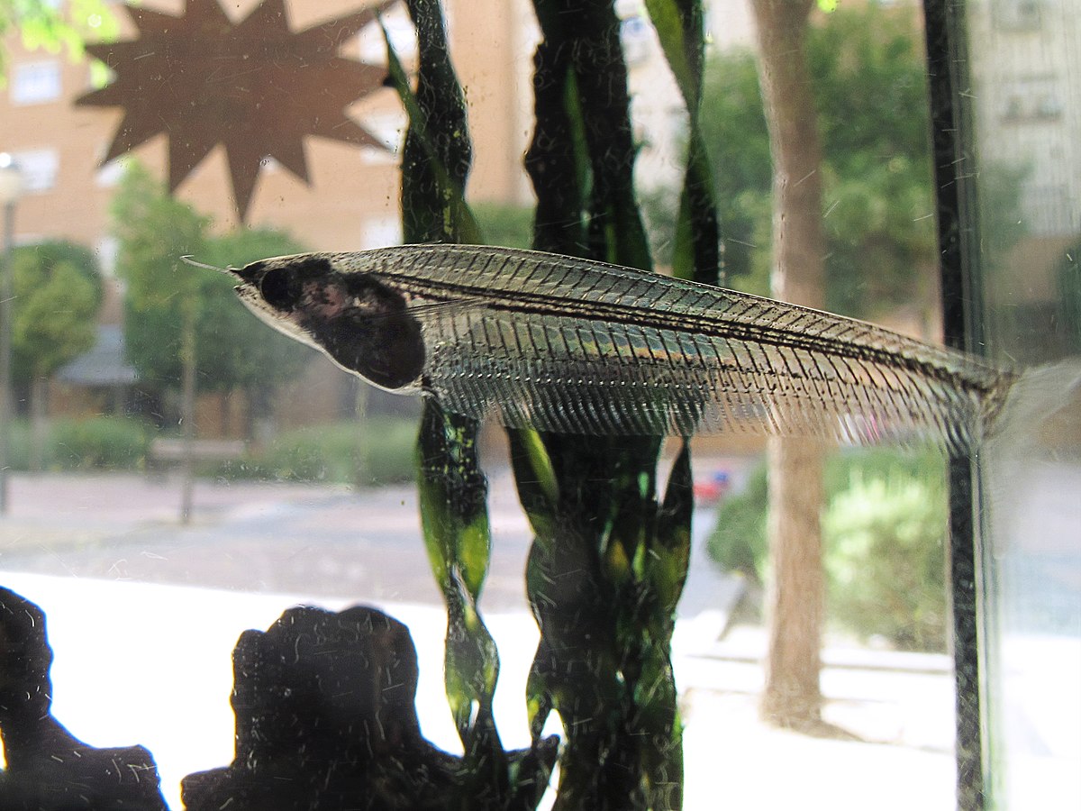 Glass Catfish: care, feeding and tank mates- [2020]