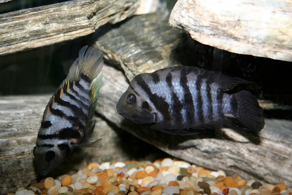 Oscar fish tank mates- Convict cichlid