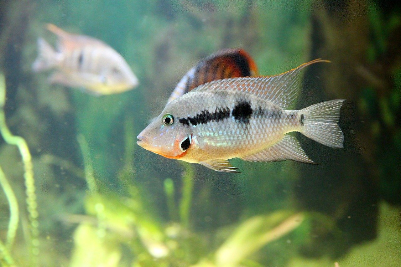 Oscar fish tank mates- Firemouth ciclhlid