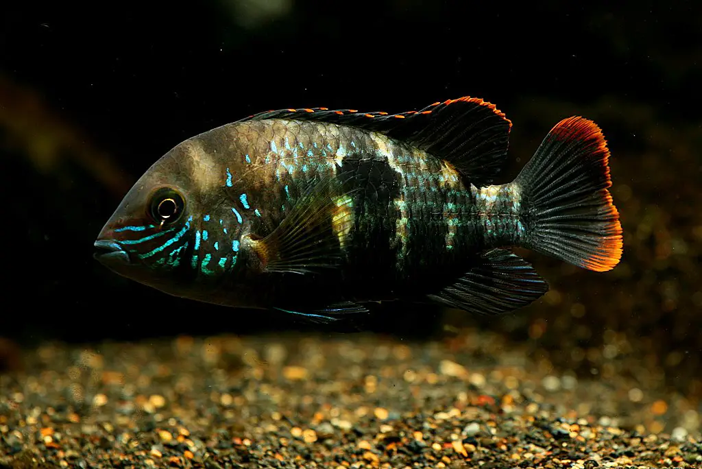 Oscar fish tank mates- Green terror