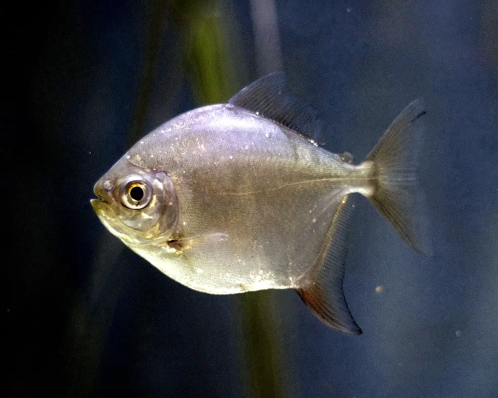 Silver dollar fish in fish tank