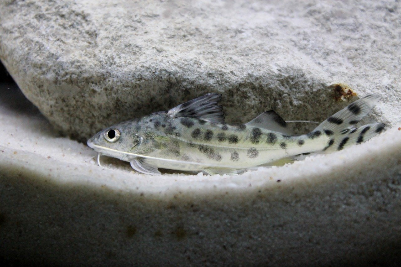 Pictus catfish tank mate for Jewel cichlid