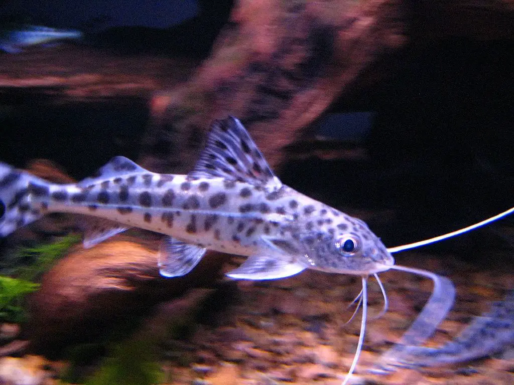 Pictus catfish as tank mate for Convict cichlid