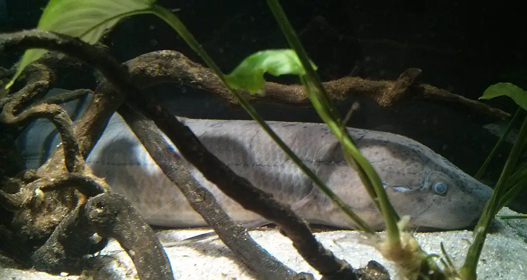 east african lungfish