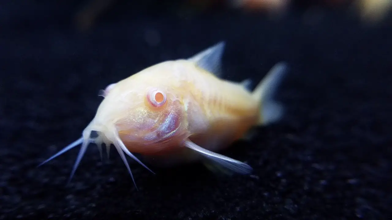cory catfish as tank mate for pearl gourami