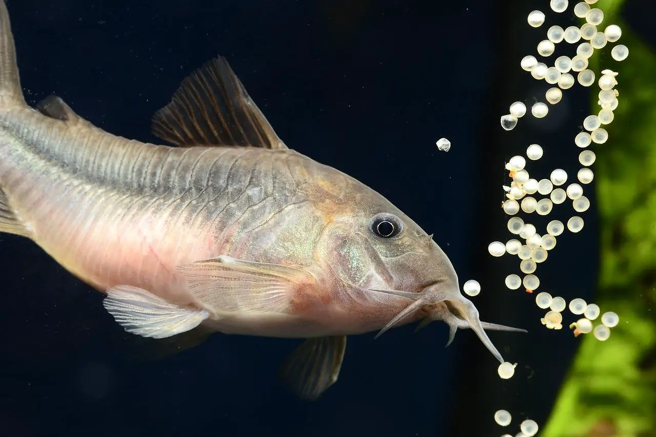 Corydora fish in a 20 gallon tank