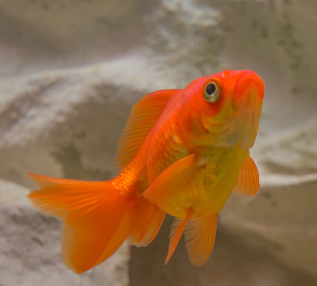 Goldfish in 20 gallon fish tank