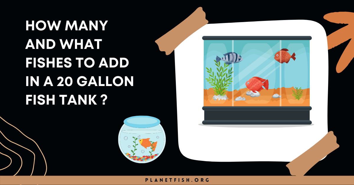 How many fish in a 20 gallon tank should you keep?<span class="wtr-time-wrap after-title"><span class="wtr-time-number">24</span> min read</span>