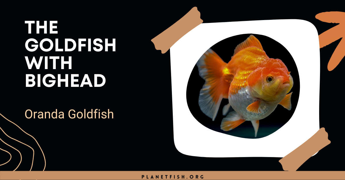The Goldfish with Big head- Oranda Goldfish