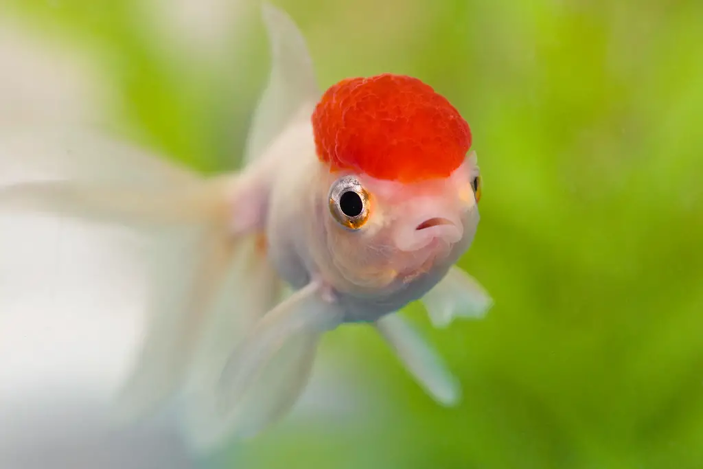 the bighead goldfish with red cap