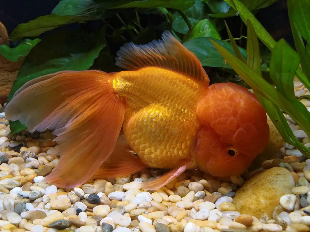 oranda goldfish also known as the goldfish with bighead