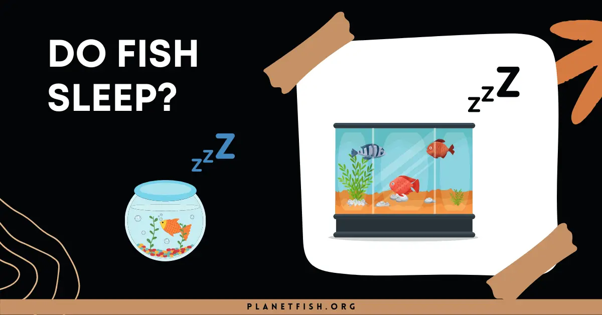How long do Fish sleep? – Do they sleep like us Humans?