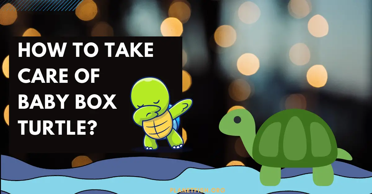 How to Take care of a Baby Box Turtle?