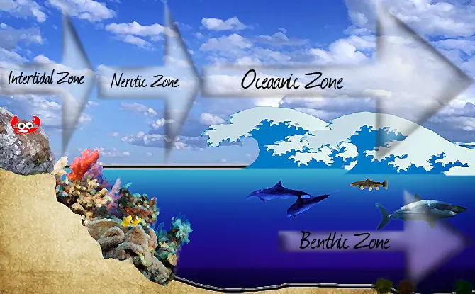 types of tropical marine environments -neritic zone