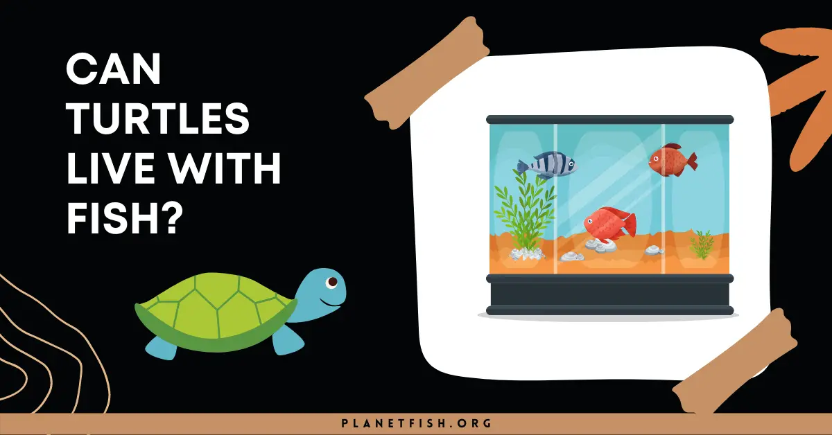 Can Turtles live with Fish?- What Fish can Turtle live with?