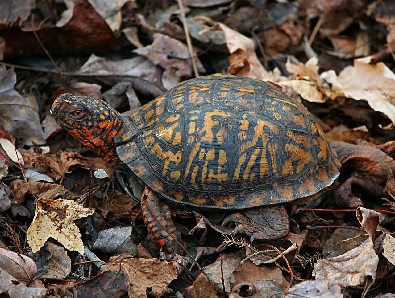 eastern-box-turtle
