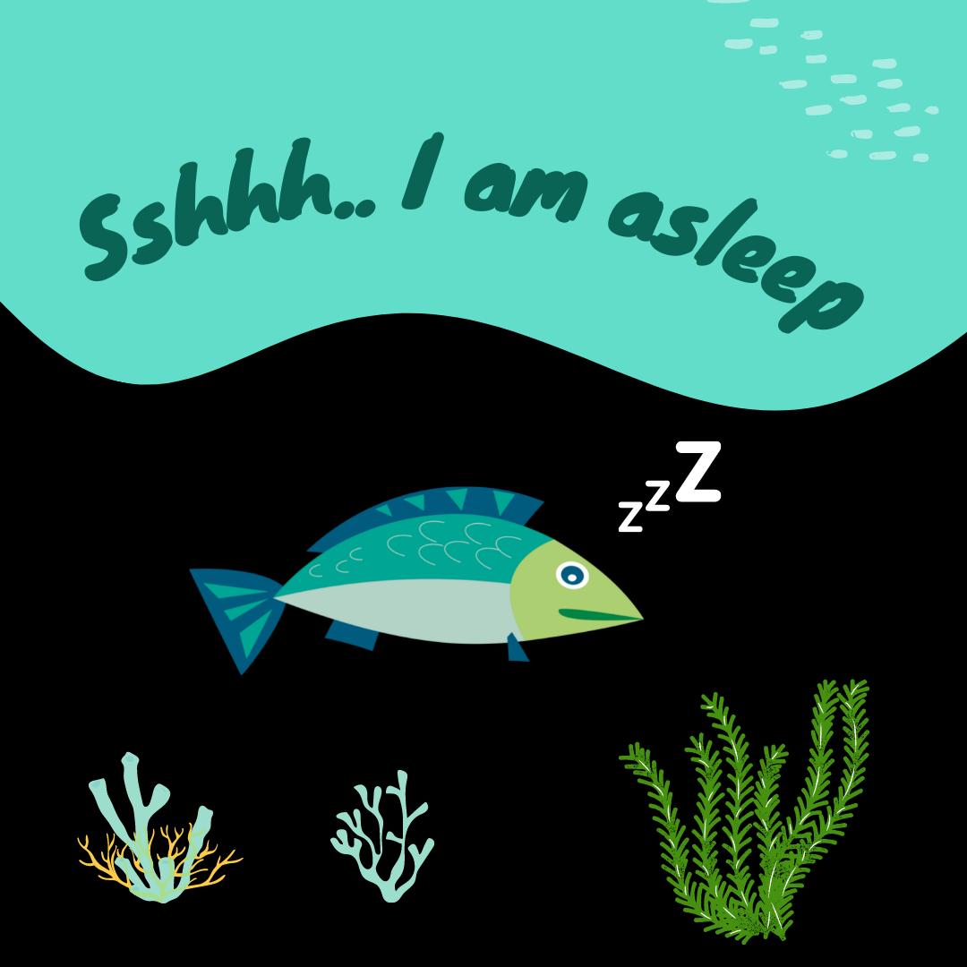 fish sleeping