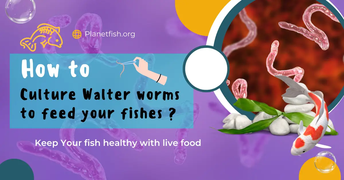 How to culture Walter worms to feed your frys and fishes?