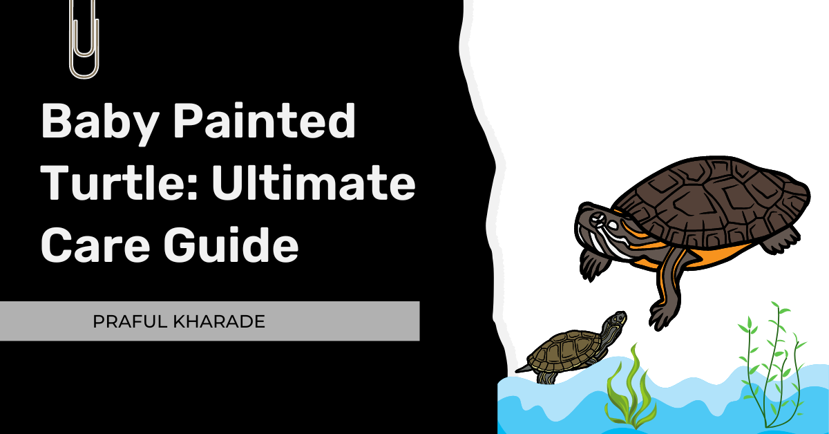 Baby Painted Turtle: Complete Care guide for Beginners!