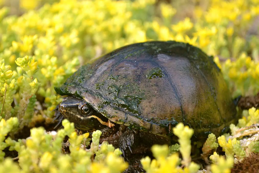 small turtle- Musk stinkpot turtle