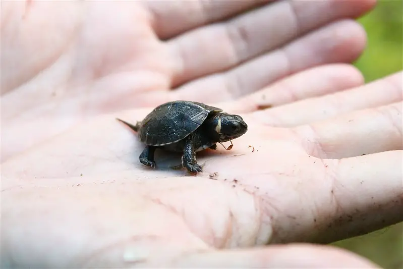 smallest turtle in the world- North American Bog Turtle
