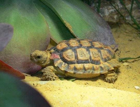 smallest turtle-Speckled Padloper