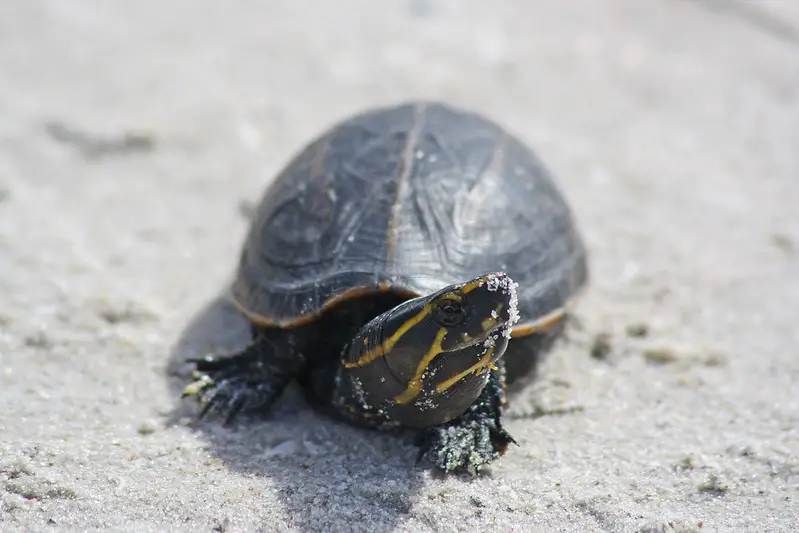 smallest turtle in the world- Striped mud turtle