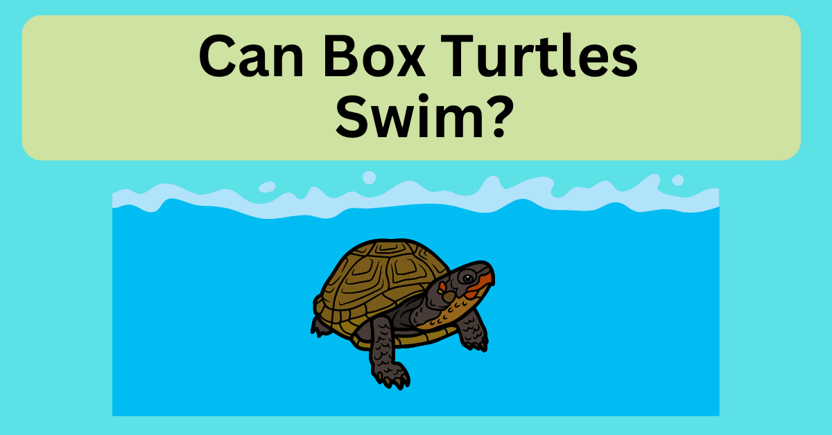 box turtle swimming