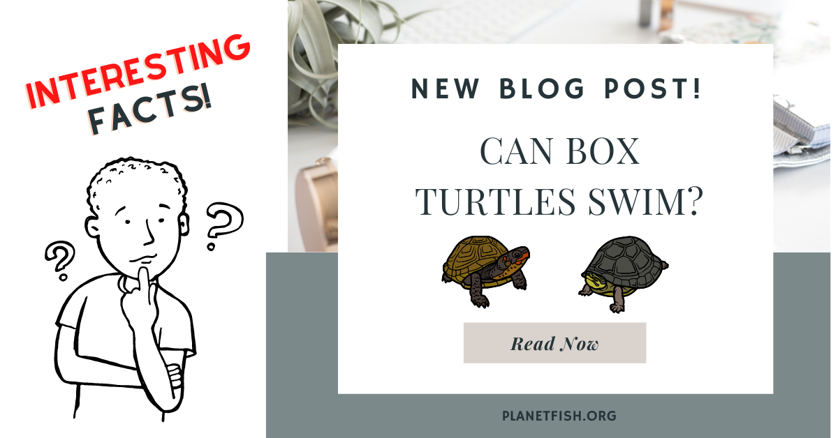 Can Box Turtles Swim? Read What Researchers Say!