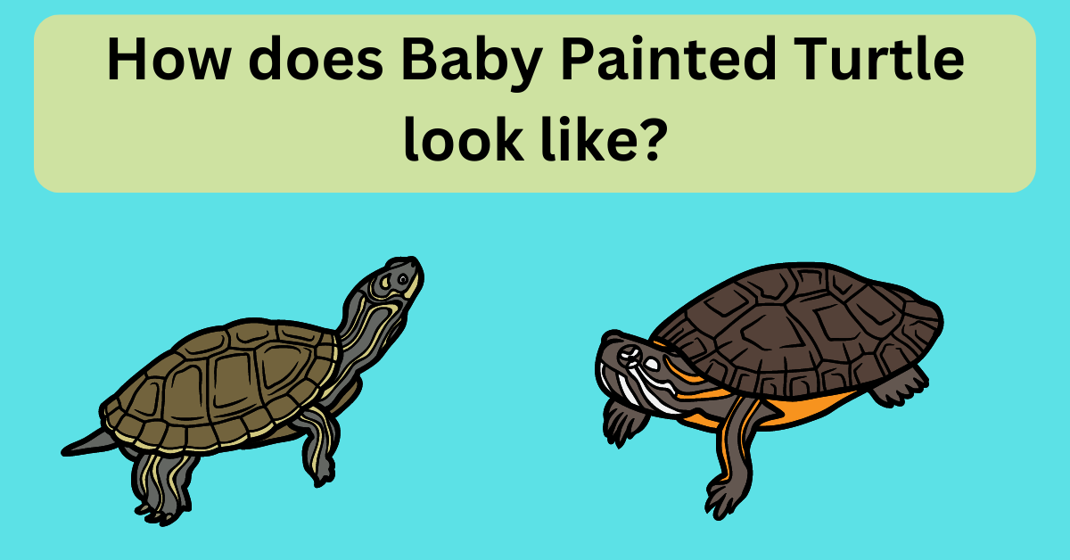 baby painted turtle looks and appearance